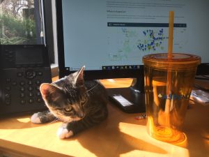 An image of a cat lying on a desk, next to an AspenCat Tumbler and AspenCat map.