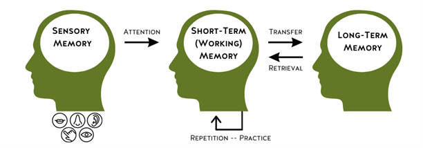 Picture of 3 heads, each labeled with Sensory Memory, Short-term (working) memory and long-term memory.